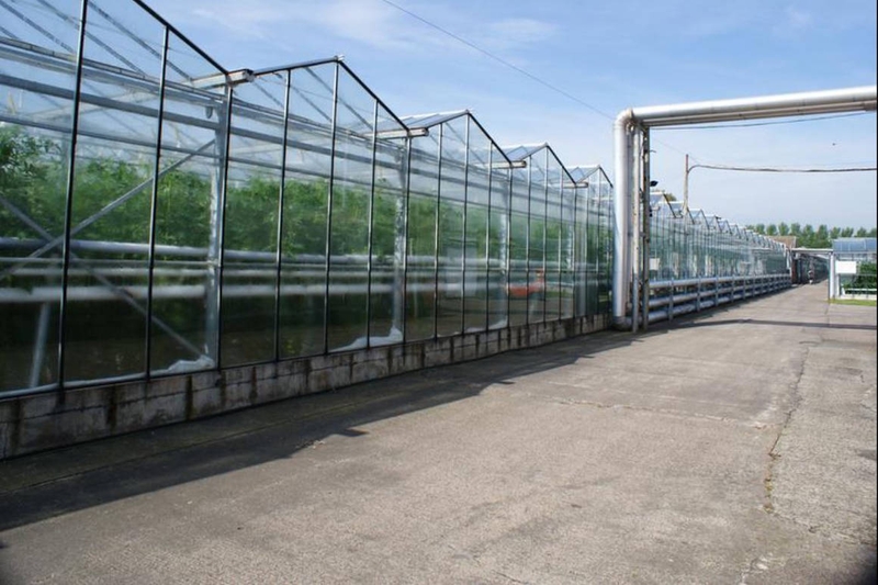 Tomato nursery