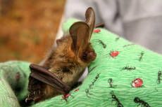 Ecology services